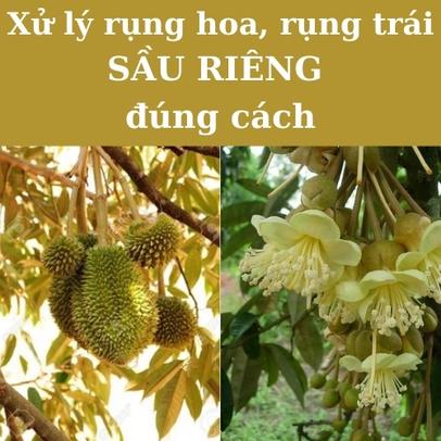 Cách xử lý hiện tượng rụng hoa, trái non cho cây Sầu Riêng đúng cách